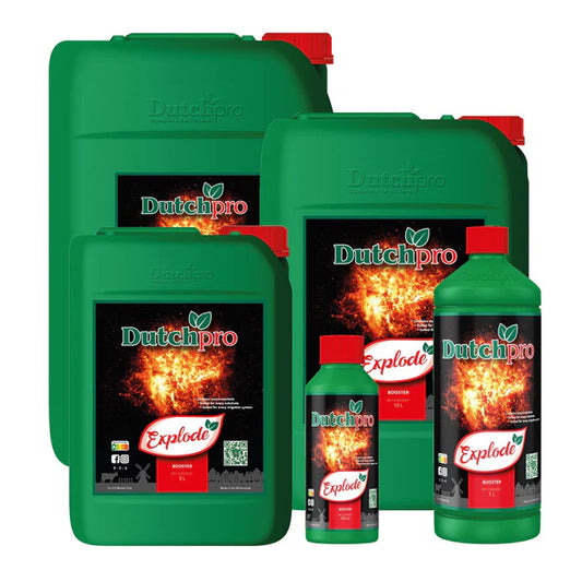 Dutch Pro: Explode (Bud Booster)