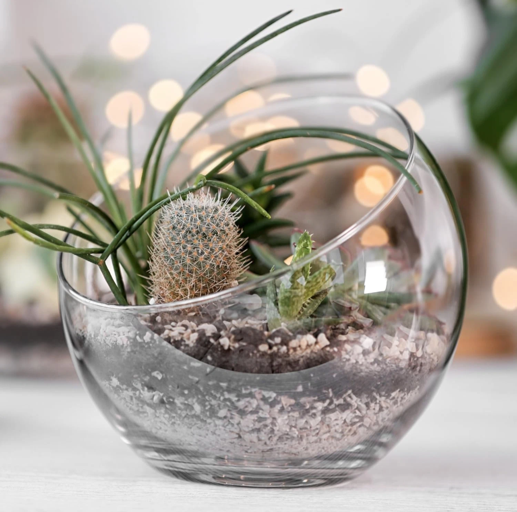 Akadama Alternative: Premium, Sustainable Horticultural Grit Leca for Bonsai (2-4mm)