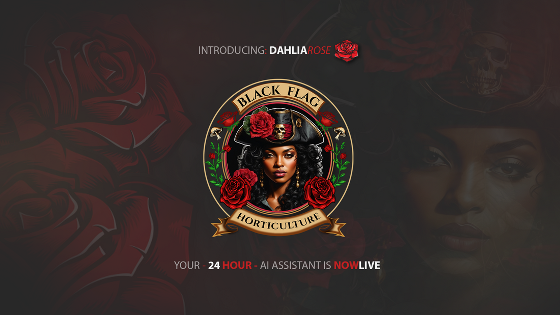 Introducing: Dahlia Rose