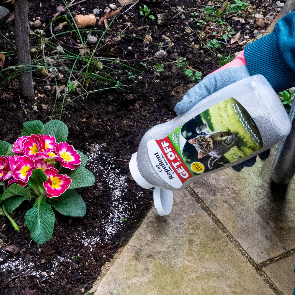 Scattering Get Off Cat Repellent granules around flower bed plants