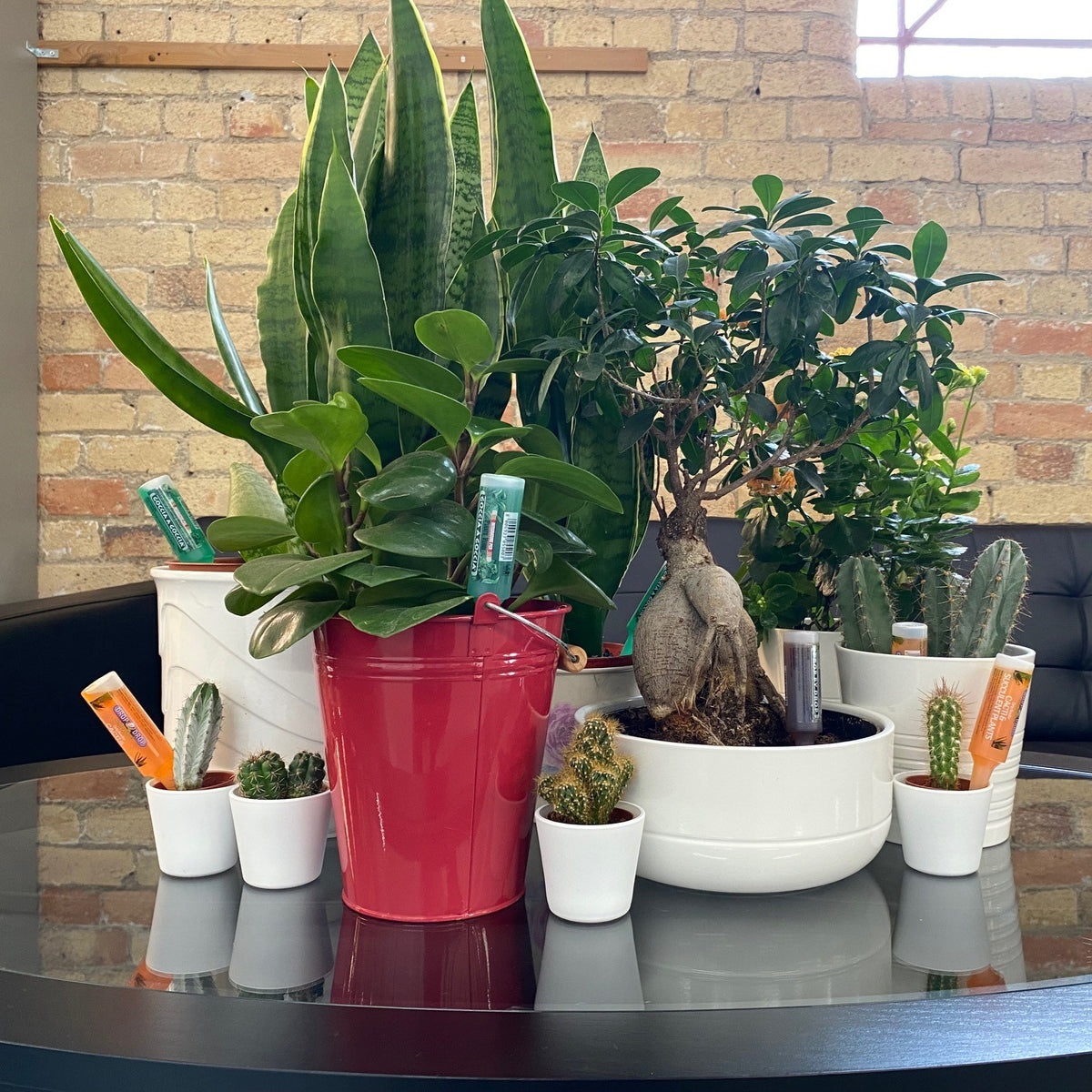 Houseplants fed with FITO drip feeders