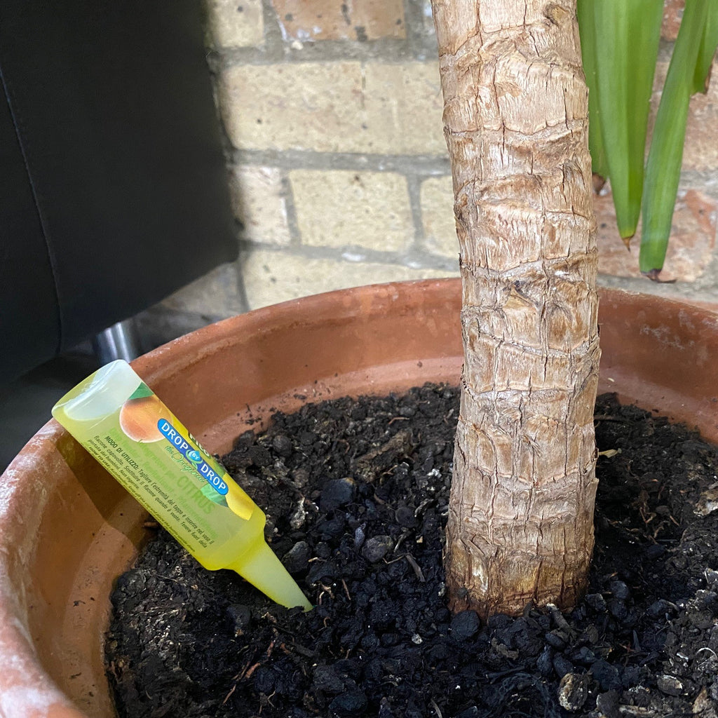 FITO Citrus drip feeder in an indoor citrus tree pot