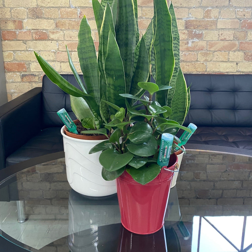 FITO drip feeders in houseplant pots on a coffee table
