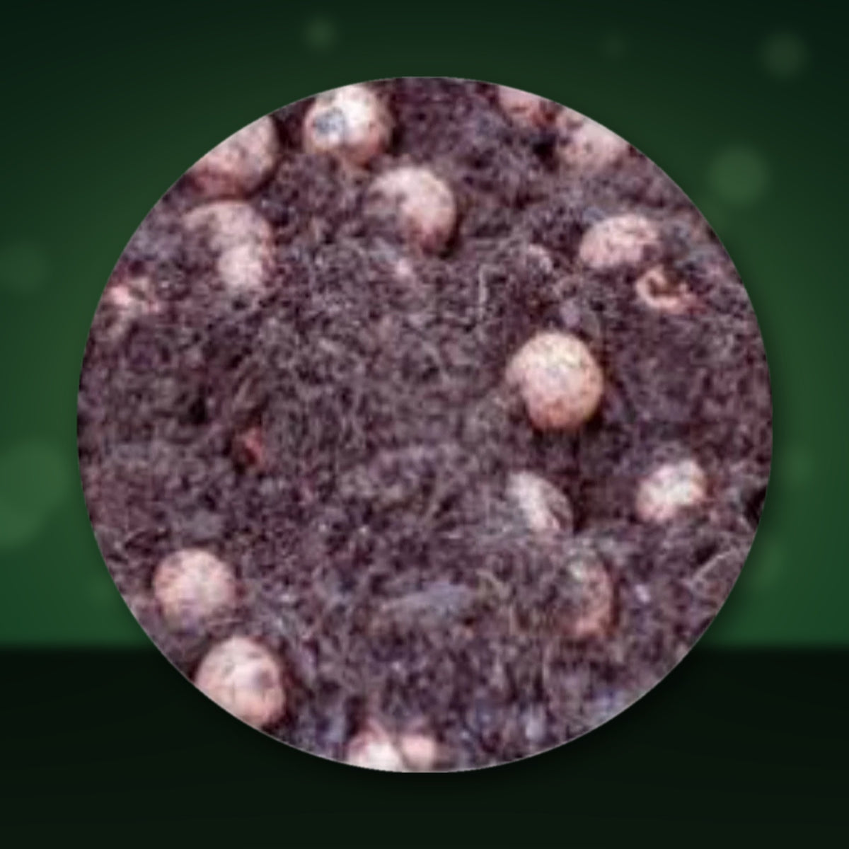 Close-up of 60/40 clay pebbles in coco coir