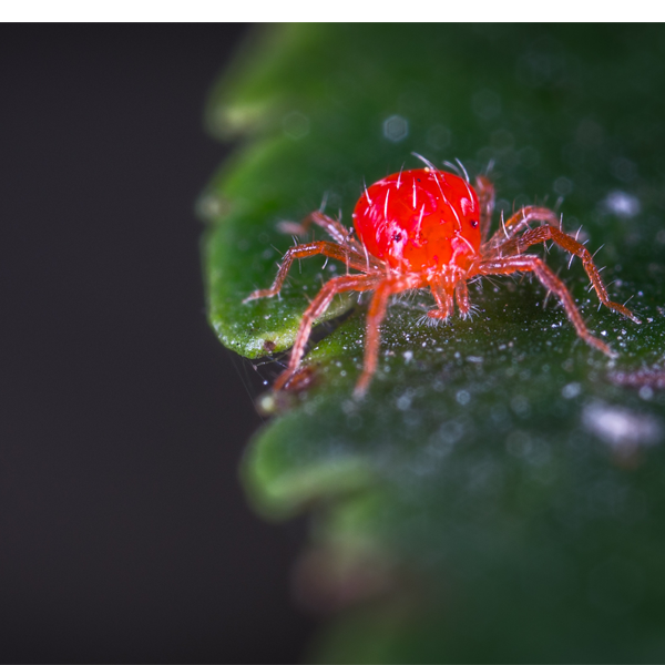 Red spider mite – controlled by SPOT-ON Bug Control