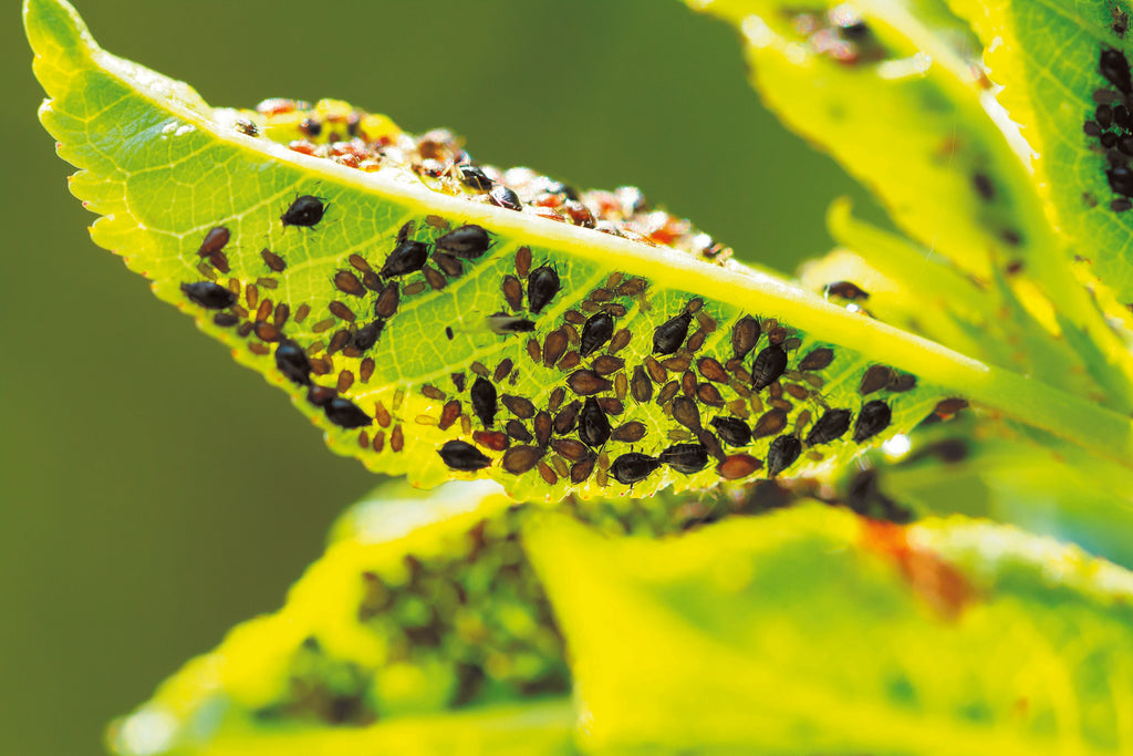 Aphids on a leaf – controlled by SPOT-ON Bug Control