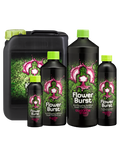 Buddhas Tree Flower Burst - Flowering Booster