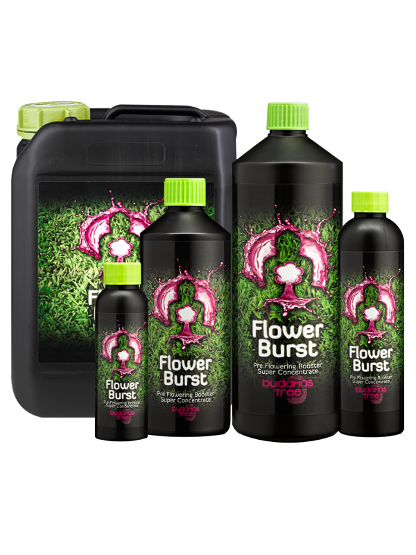 BUDDHAS TREE - FLOWER BURST (Flowering Booster)