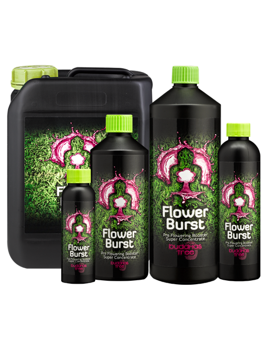 BUDDHAS TREE - FLOWER BURST (Flowering Booster)