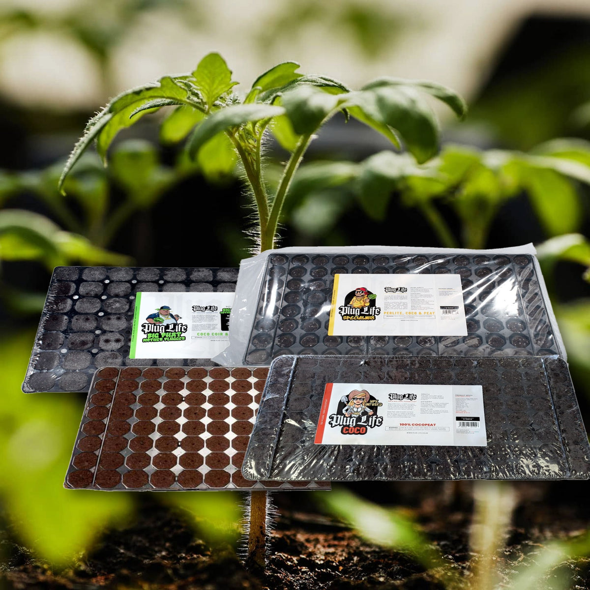 Plug Life propagation plug trays: Big Phat Mother Plugger, SpecialMix, PeatMix and Coco