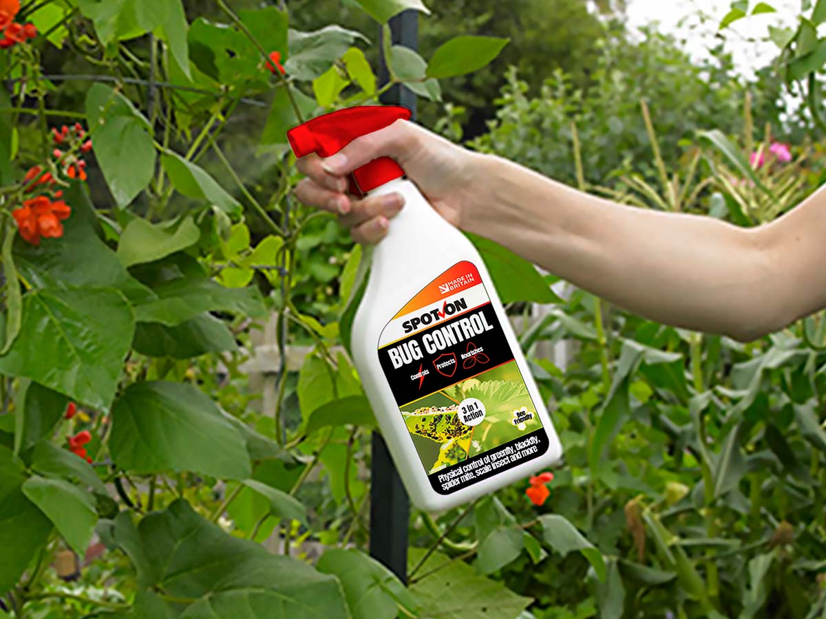 Spraying SPOT-ON Bug Control on runner bean plants