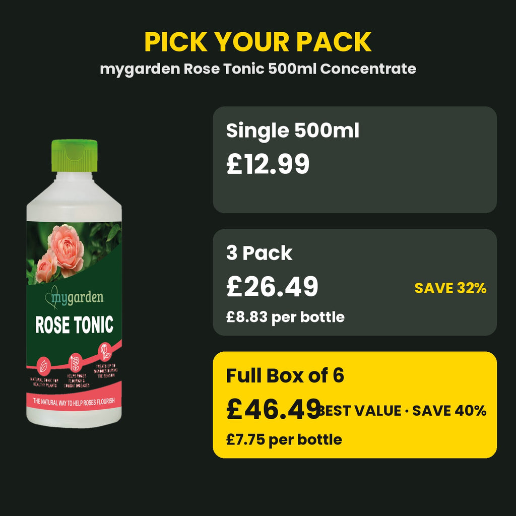 Rose Tonic price guide – single vs 3 pack vs box of 6