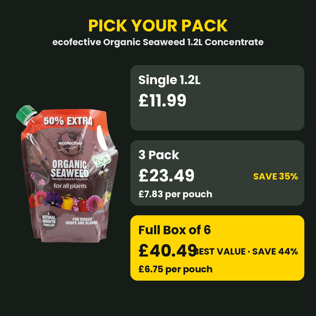 Organic Seaweed price guide – single vs 3 pack vs box of 6