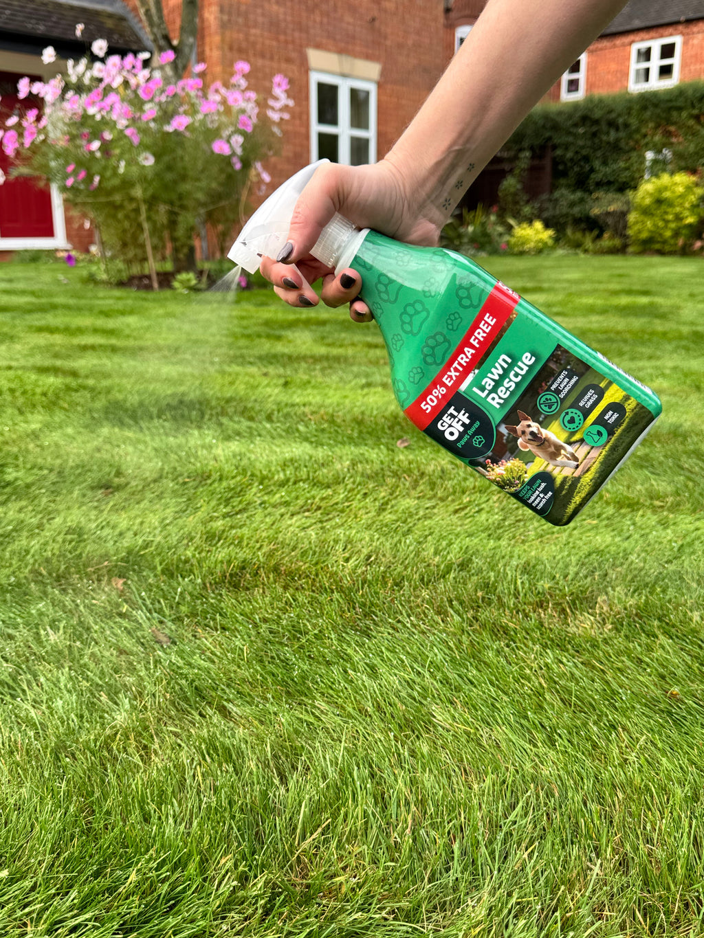 Spraying Lawn Rescue onto a dog-damaged lawn patch
