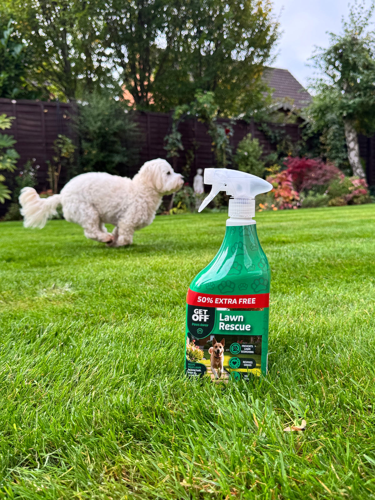 Dog playing on a lawn treated with Lawn Rescue