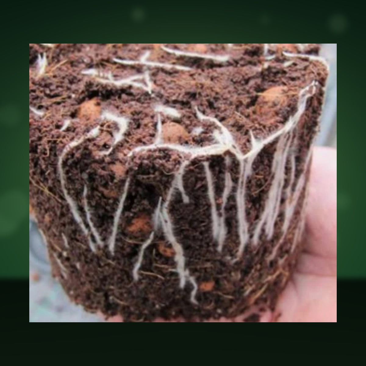 Roots growing through a clay pebble and coco mix