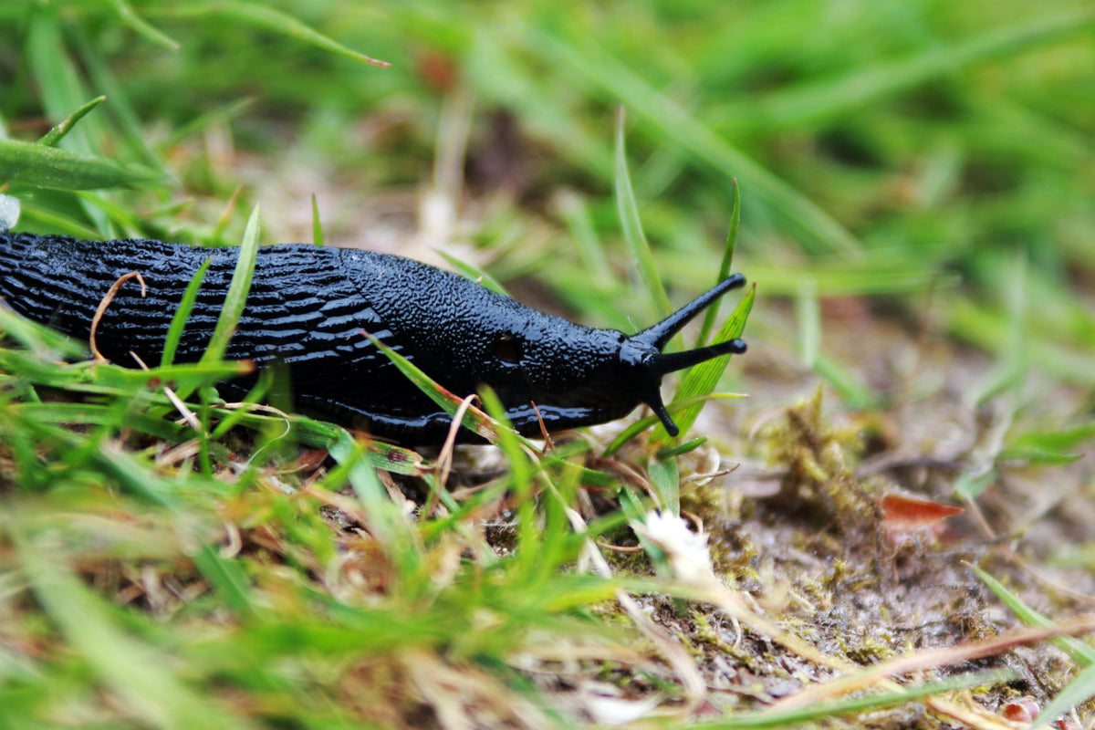 Slug on a garden plant – protect seedlings with SPOT-ON Slug Killer