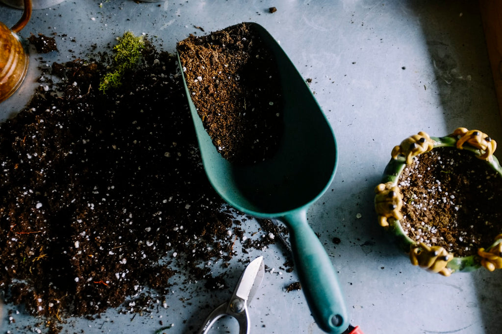 Repotting a houseplant into fresh potting soil