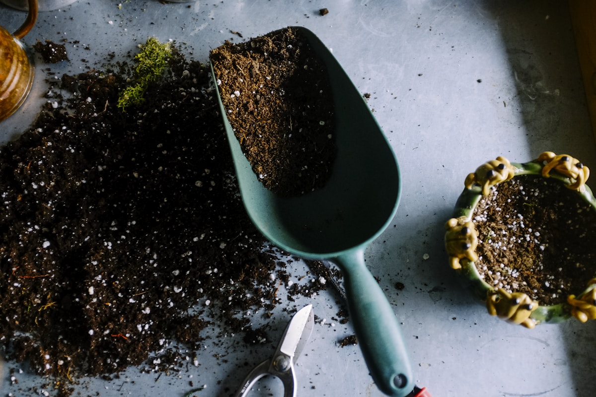 Repotting a houseplant into fresh potting soil