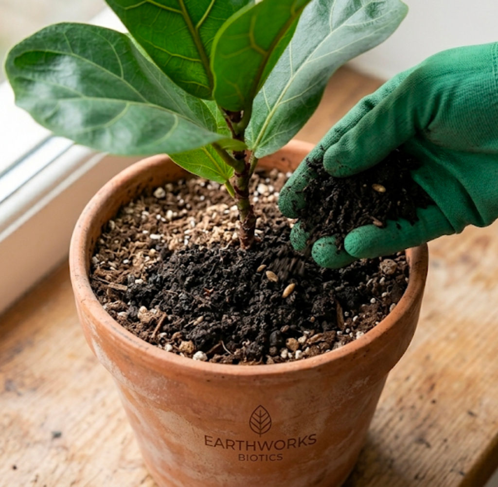 Tiger & Dendra Worm Cocoons - Bio-Active Compost Starter Culture Soil Inoculant