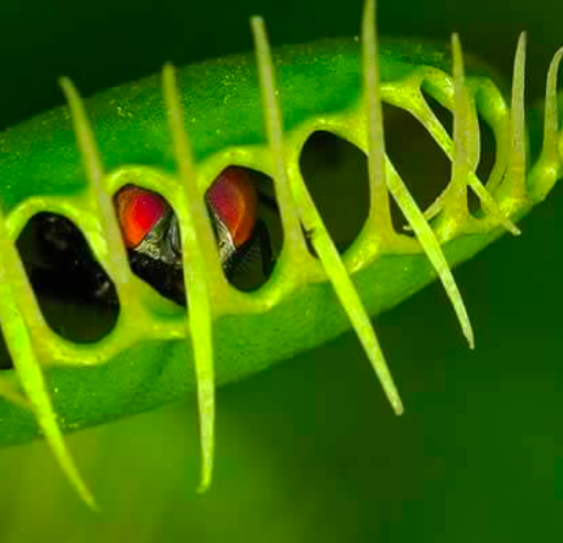 Carnivorous Plant Soil Mix by Black Flag Horticulture
