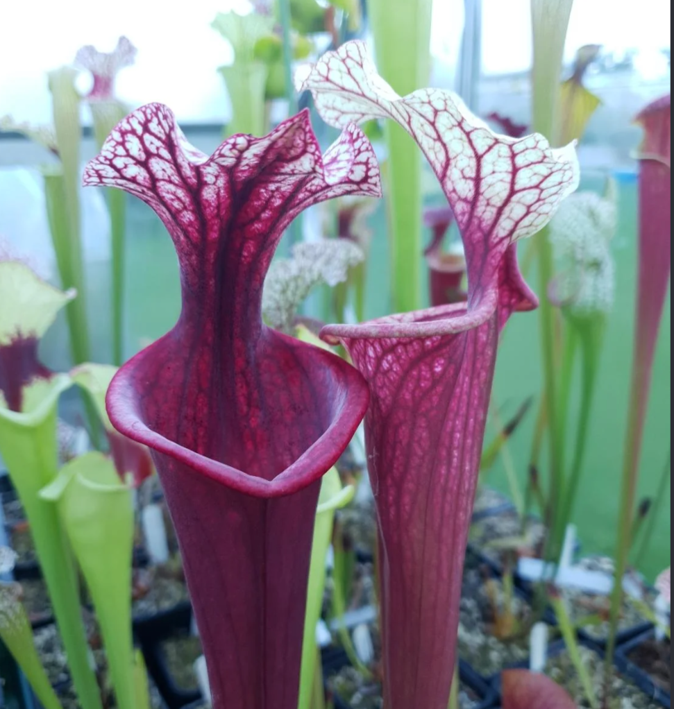 Carnivorous Plant Soil Mix by Black Flag Horticulture