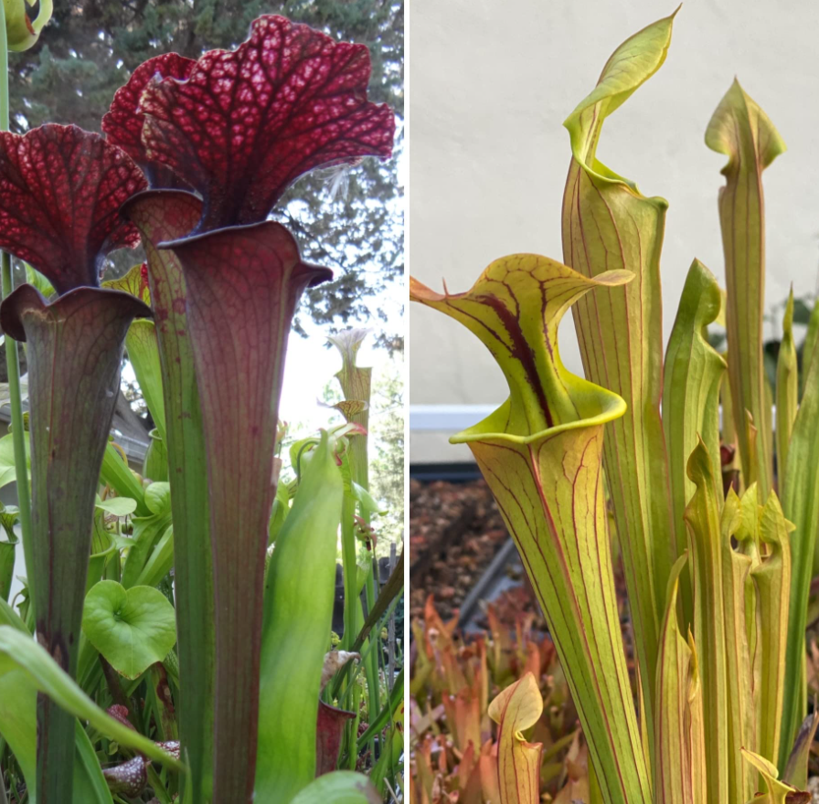 Carnivorous Plant Soil Mix by Black Flag Horticulture