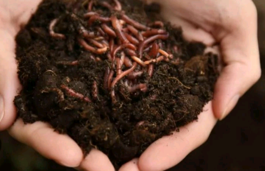 BIOBIZZ Worm-Humus Organic Soil Improver