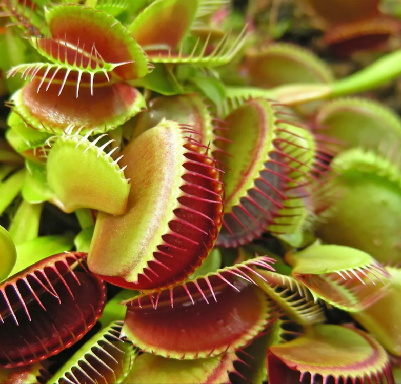 Carnivorous Plant Soil Mix by Black Flag Horticulture