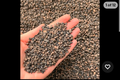 Akadama Alternative: Premium, Sustainable Horticultural Grit Leca for Bonsai (4-8mm)