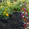 Black Flag Horticulture Golden Biochar