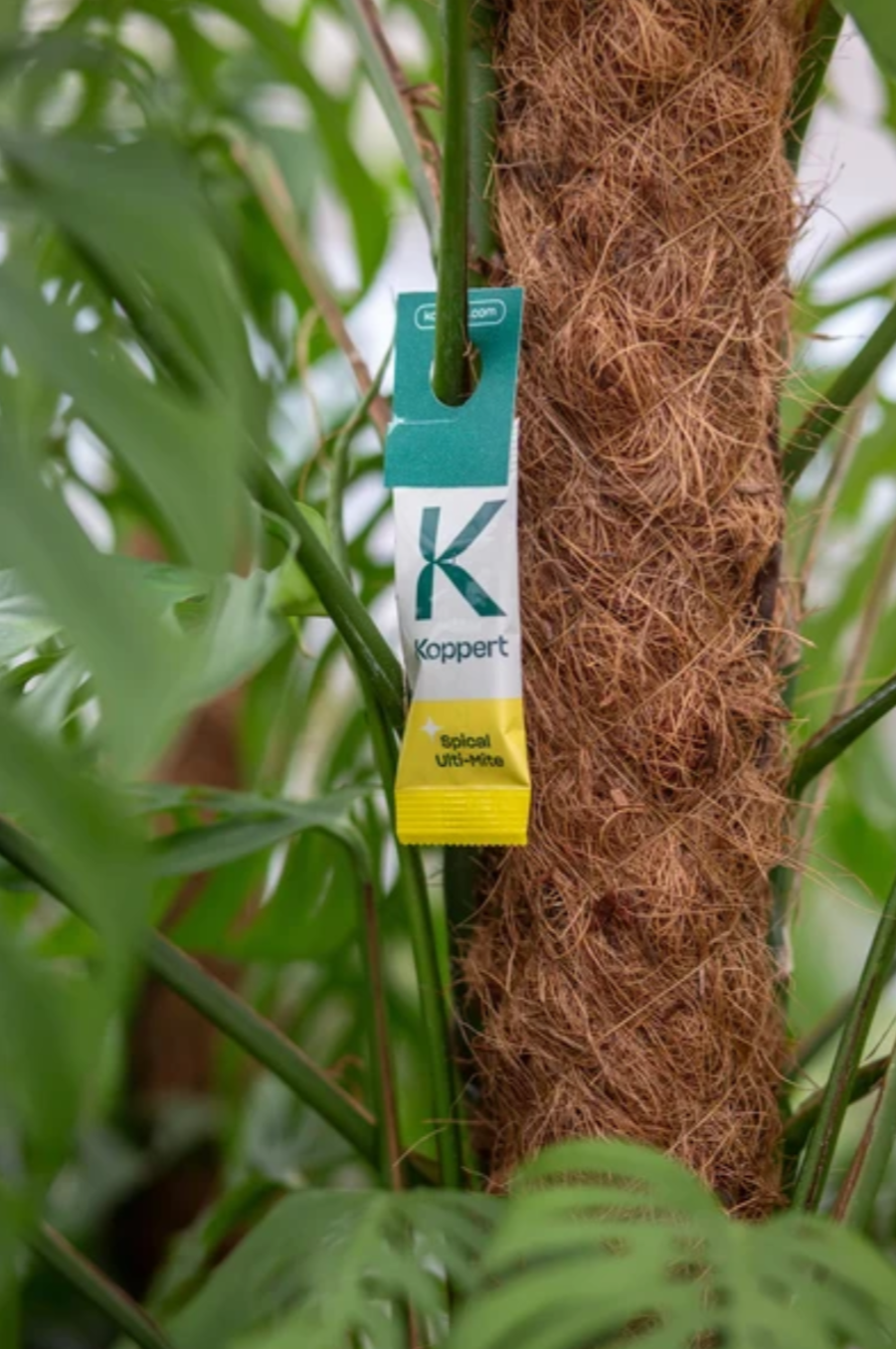 Houseplant Pest Guard – Spider Mite & Thrips Predator Sachets | Spical Plus & Thripex (Koppert)