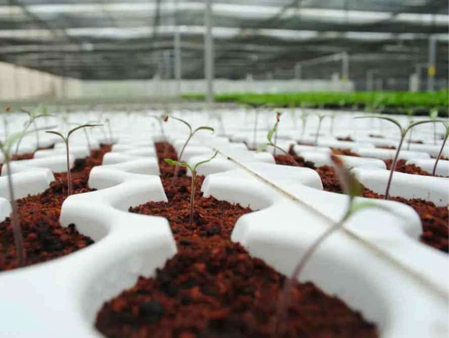 Plant Magic Coco Supreme Growing Media