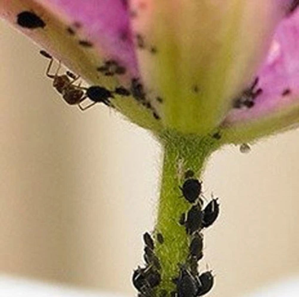 Ecofective: Bug Control