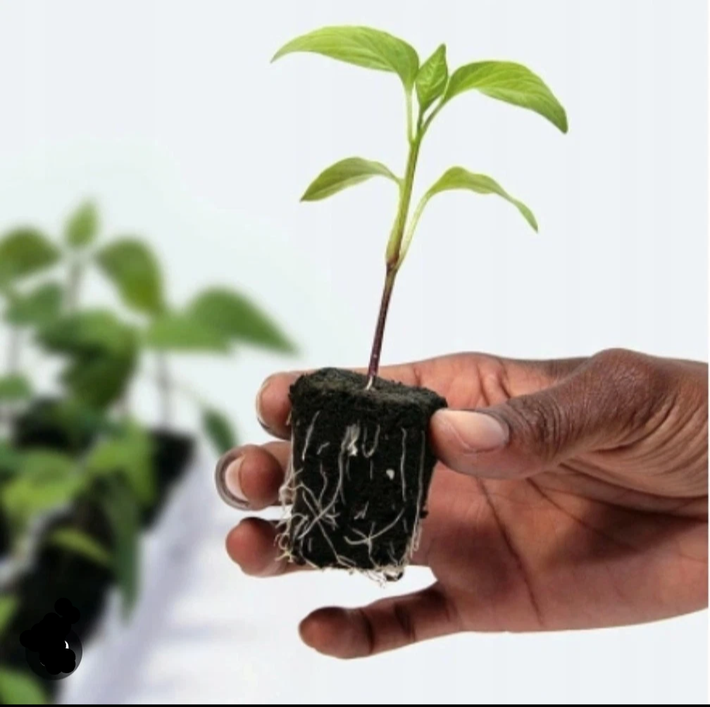 Root Riot - Plant Cubes
