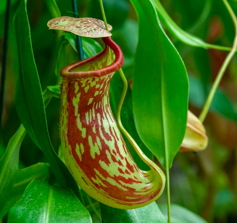 Carnivorous Plant Soil Mix by Black Flag Horticulture