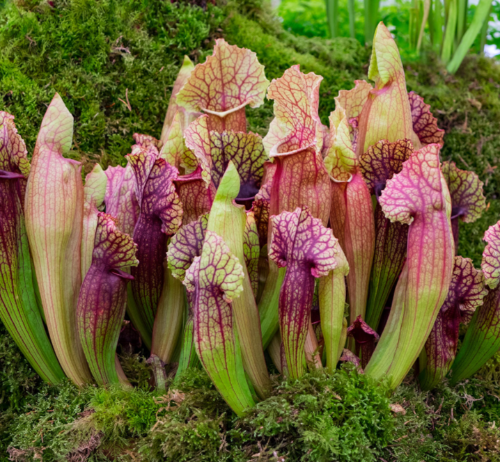 Carnivorous Plant Soil Mix by Black Flag Horticulture