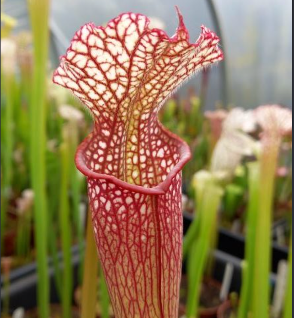 Carnivorous Plant Soil Mix - acidic bog mix for Venus flytraps and pitcher plants