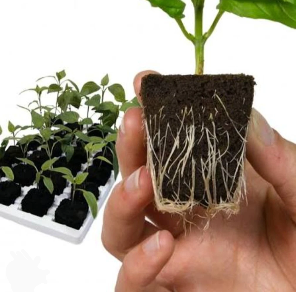 Root Riot - Plant Cubes
