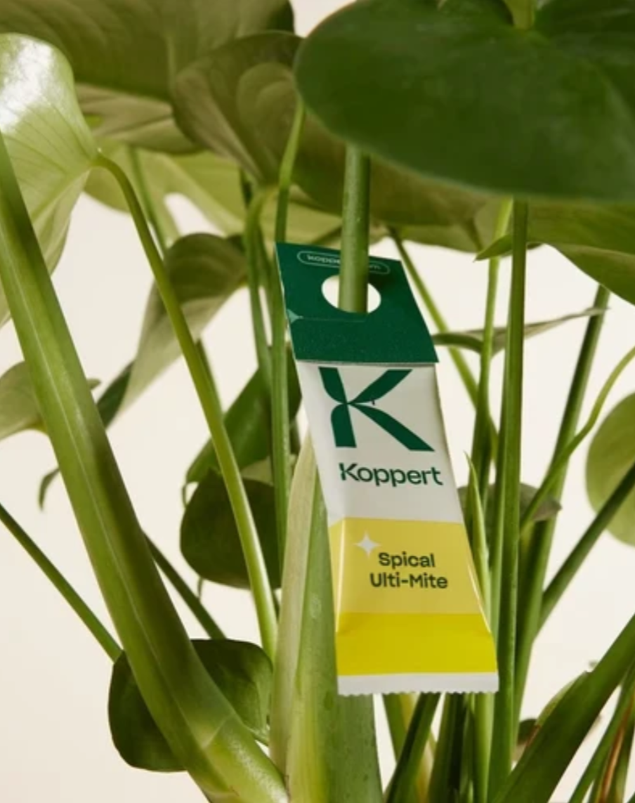 Houseplant Pest Guard – Spider Mite & Thrips Predator Sachets | Spical Plus & Thripex (Koppert)