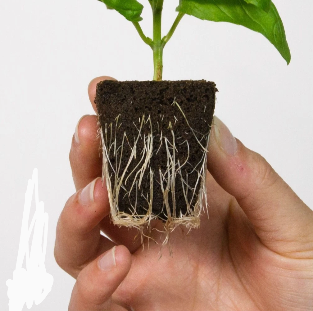 Root Riot - Plant Cubes