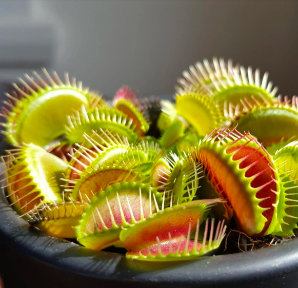 Carnivorous Plant Soil Mix by Black Flag Horticulture
