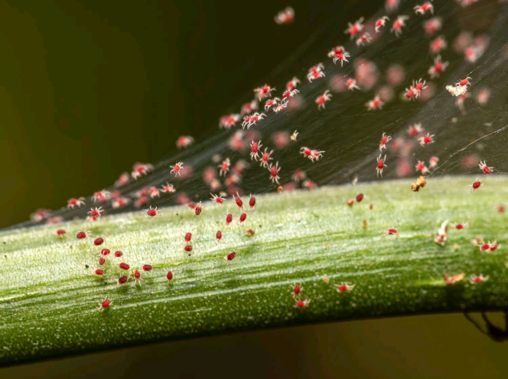 Ecofective: Bug Control