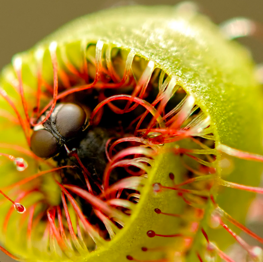 Carnivorous Plant Soil Mix by Black Flag Horticulture