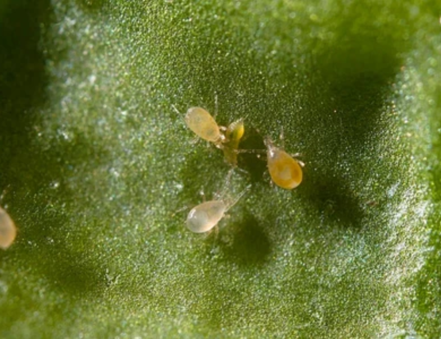 Houseplant Pest Guard – Spider Mite & Thrips Predator Sachets | Spical Plus & Thripex (Koppert)