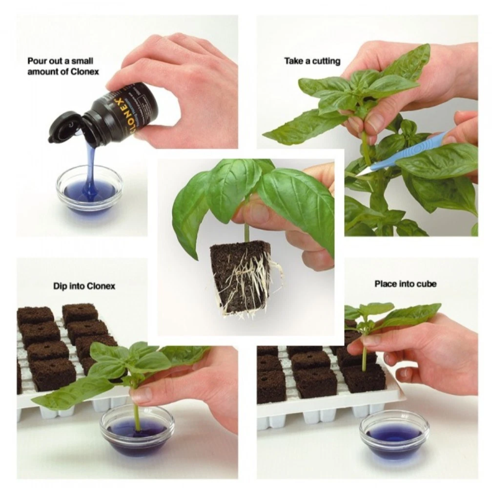 Root Riot - Plant Cubes