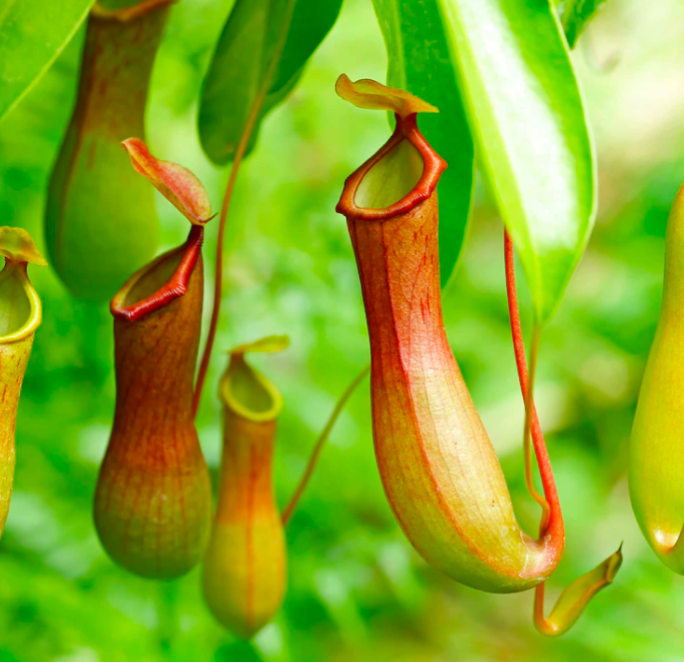 Carnivorous Plant Soil Mix by Black Flag Horticulture