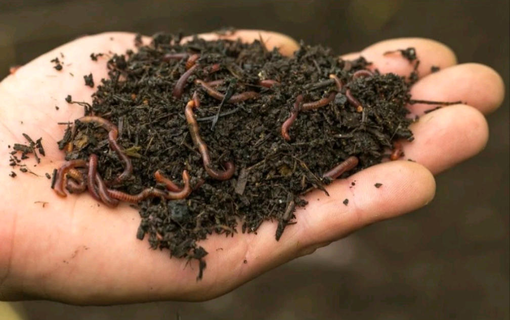 BIOBIZZ Worm-Humus Organic Soil Improver