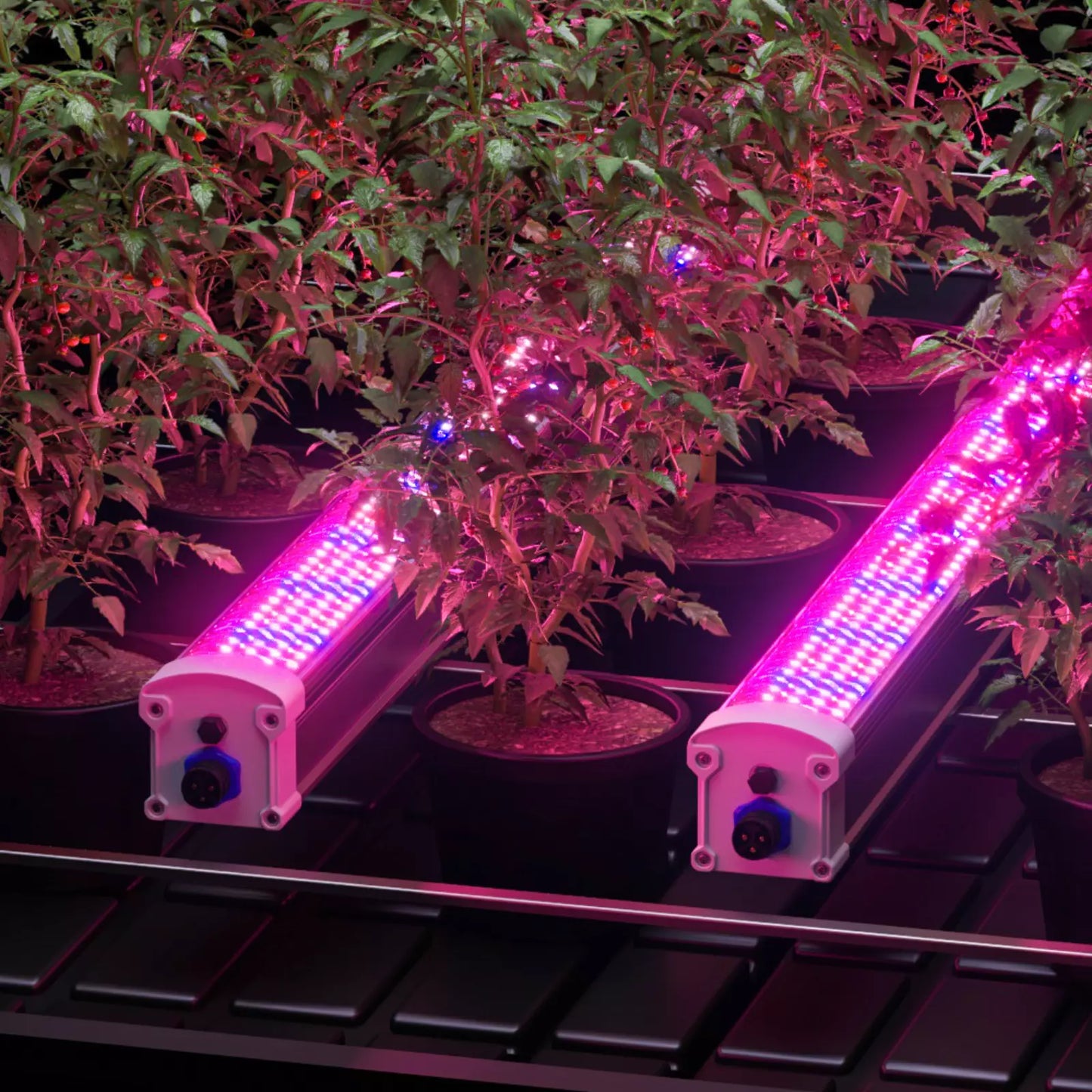 Tenda - 120w Under Canopy Grow Light