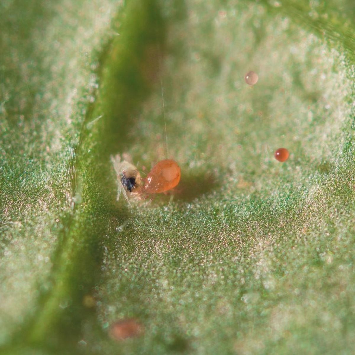 Neoseiulus californicus predatory mite hunting spider mites